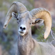 Logo de Borrego Valley Community Radio - The RAM