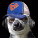 Logo de Lemur Radio