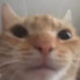 Logo de Swagcat FM