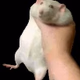 Logo de RatFM