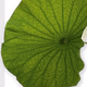 Logo de Blumen Maarsen Cam1